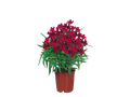 Laurier rose
