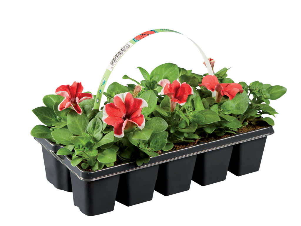 Plantes  massif