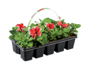 Plantes  massif