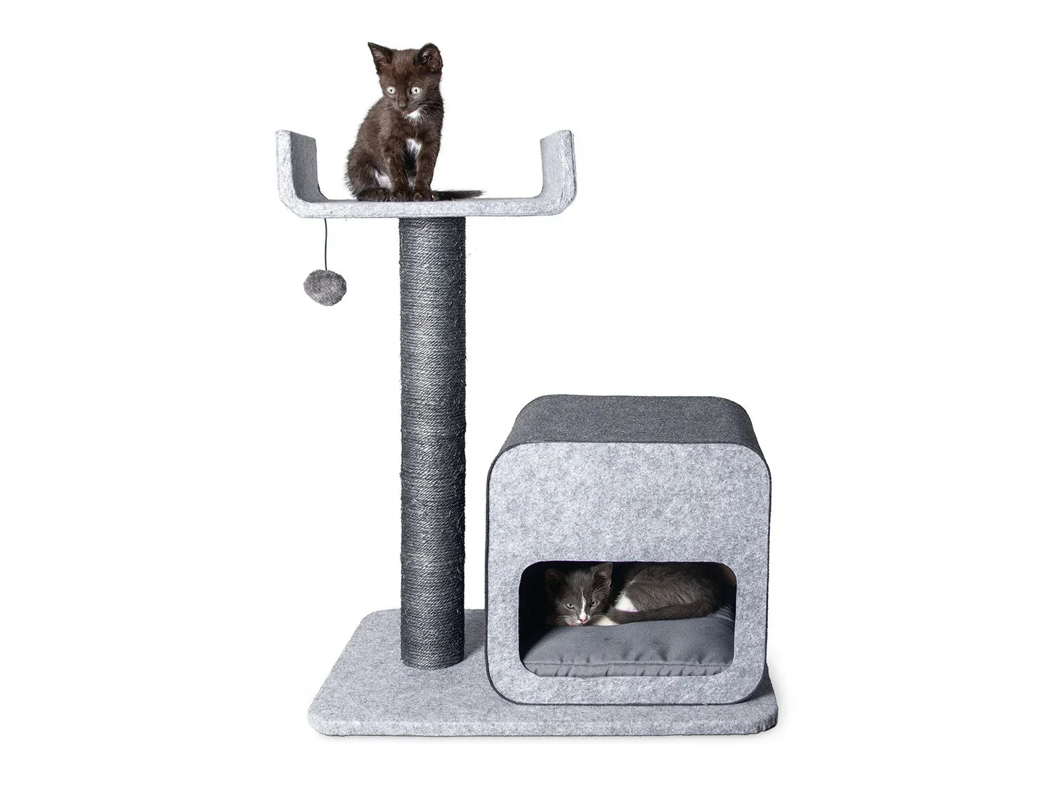Karlie Arbre  chat, gris