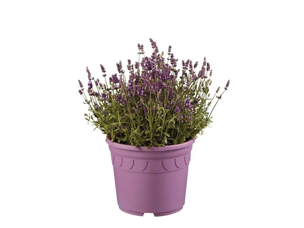 Rosier de jardin ou Lavande