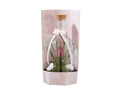 Tillandsia en vase