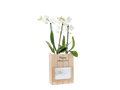 Orchide cadre photo
