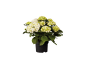 Hortensia de Jardin
