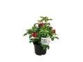 Rosier de jardin ou Lavande