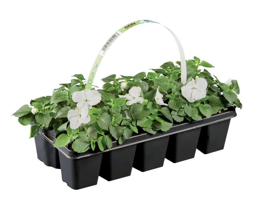 Plantes  massif