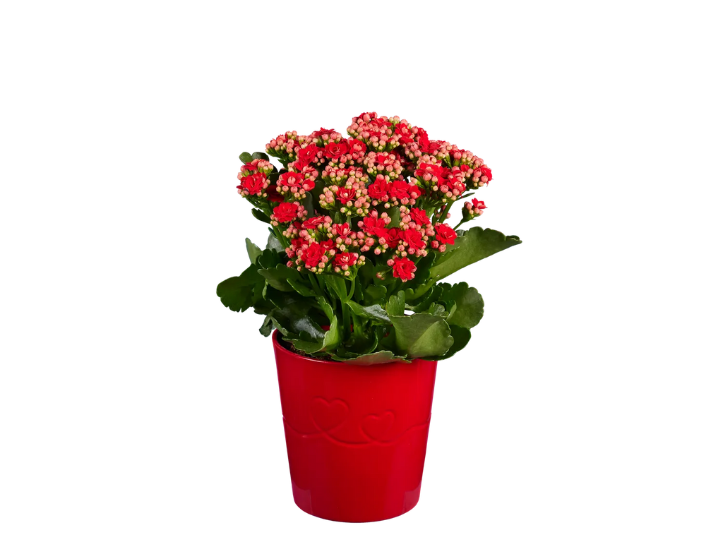 Rosier ou kalancho en pot cramique
