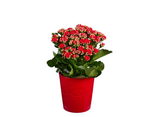 Rosier ou kalancho en pot cramique