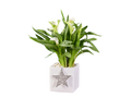 Calla en pot cramique